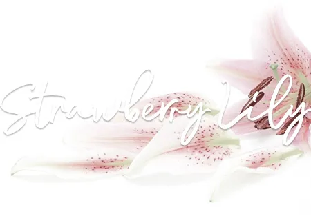 strawberry lily scent