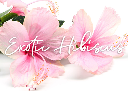 exotic hibiscus fragrance